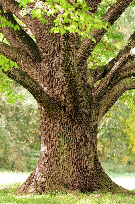 tree trunk pics